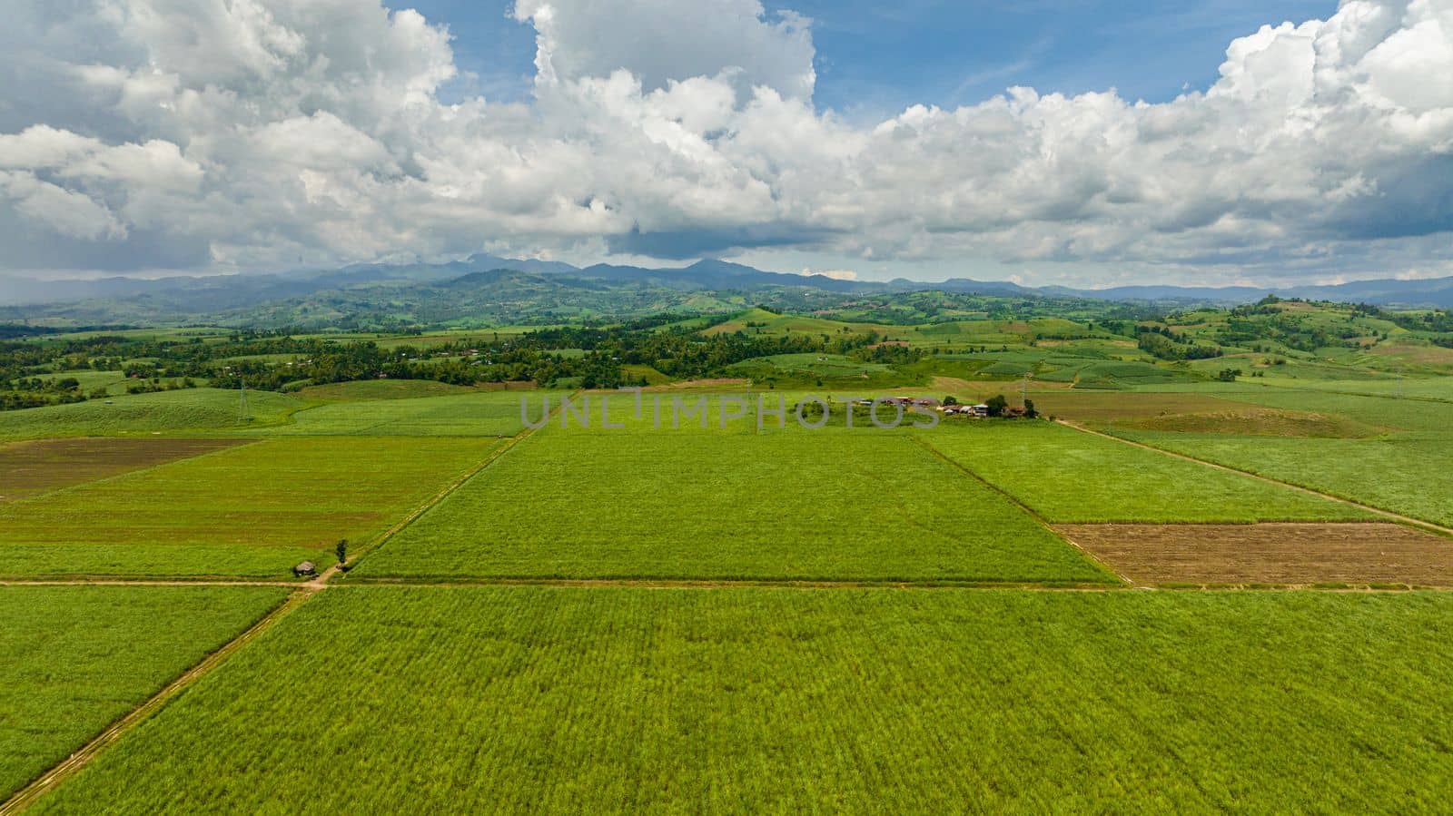 Aerial drone of plantation of sugar cane in the countryside. Negros, Philippines