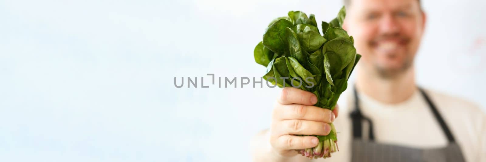 Cook in apron holds bunch of spinach lettuce and sorrel in hands. Health food and vegetarian food concept