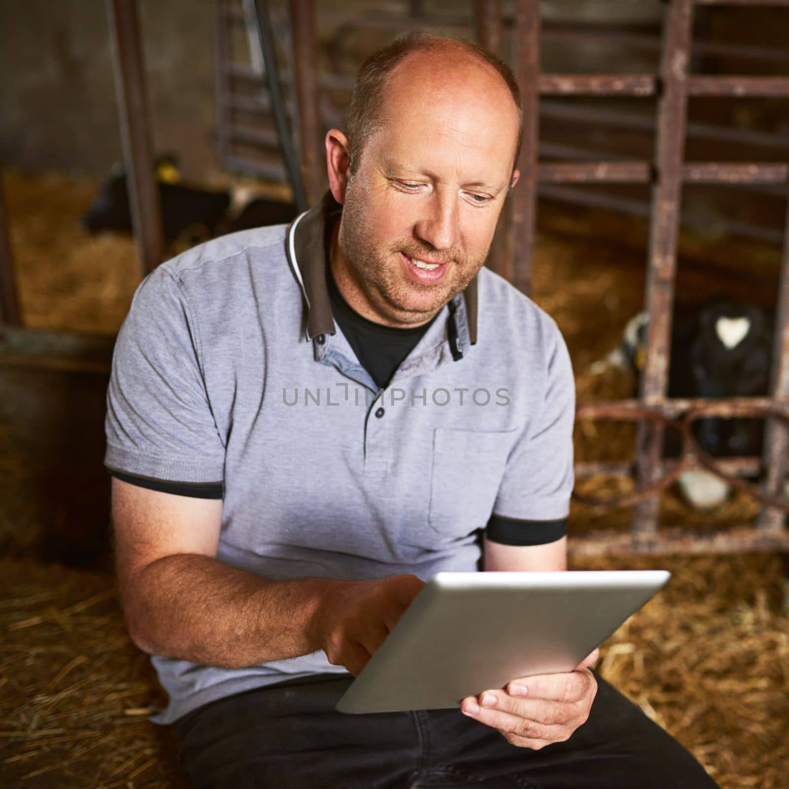 Using technology to run his dairy farm. a male farmer using a tablet while sitting in a barn on his dairy farm. by YuriArcurs