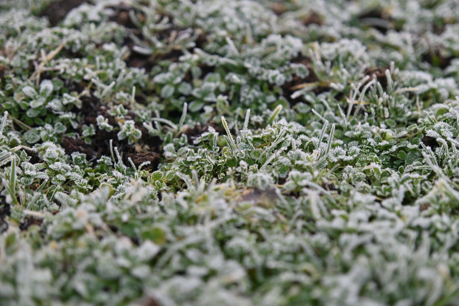 Various of small iced green plants on a meadow as a close-up