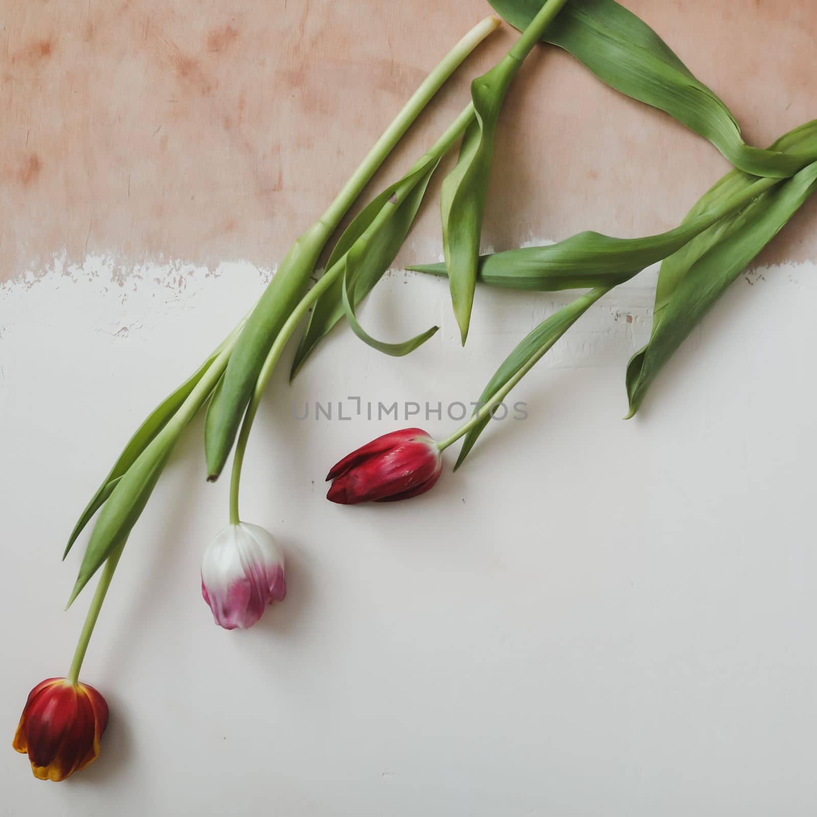 a bouquet of fresh tulips for congratulations. the frame of colorful tulips isolated on a white background. banner, top view, spring concept. Easter or Valentine's day greeting card.