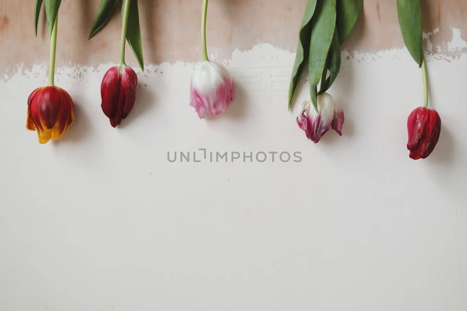 a bouquet of fresh tulips for congratulations. the frame of colorful tulips isolated on a white background. banner, top view, spring concept. Easter or Valentine's day greeting card.