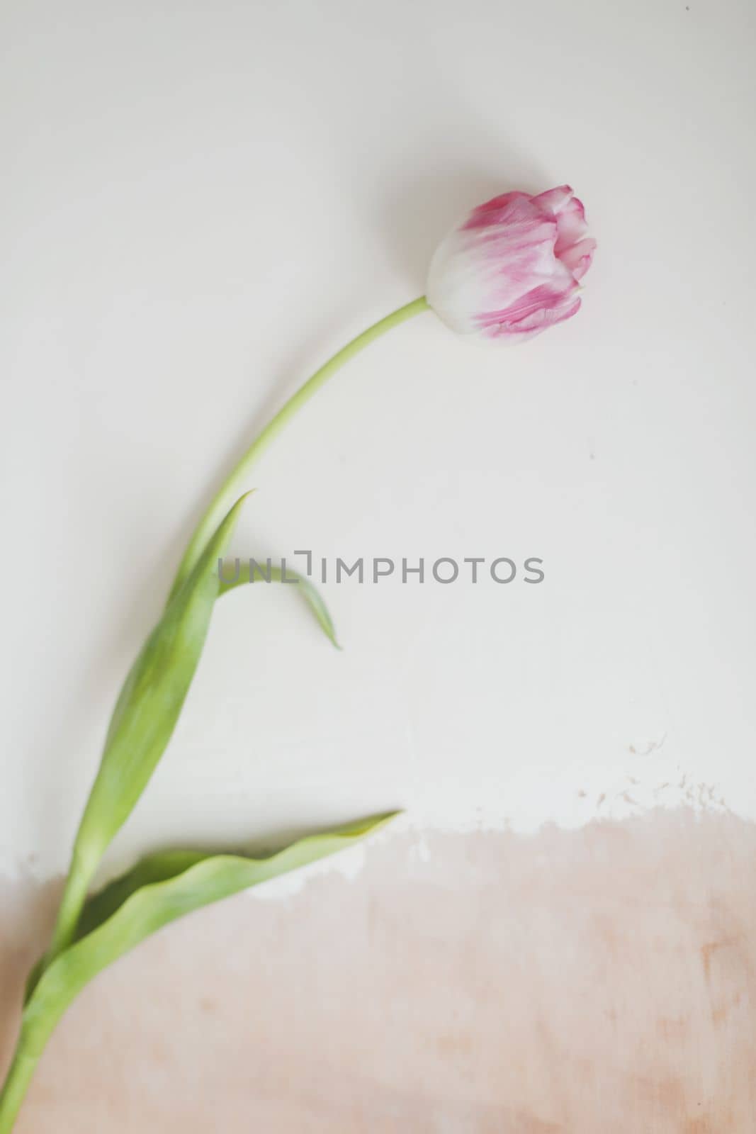 single fresh pink tulip isolated on a white background. banner, top view, spring concept. Woman Day, Easter or Valentine's day greeting card.