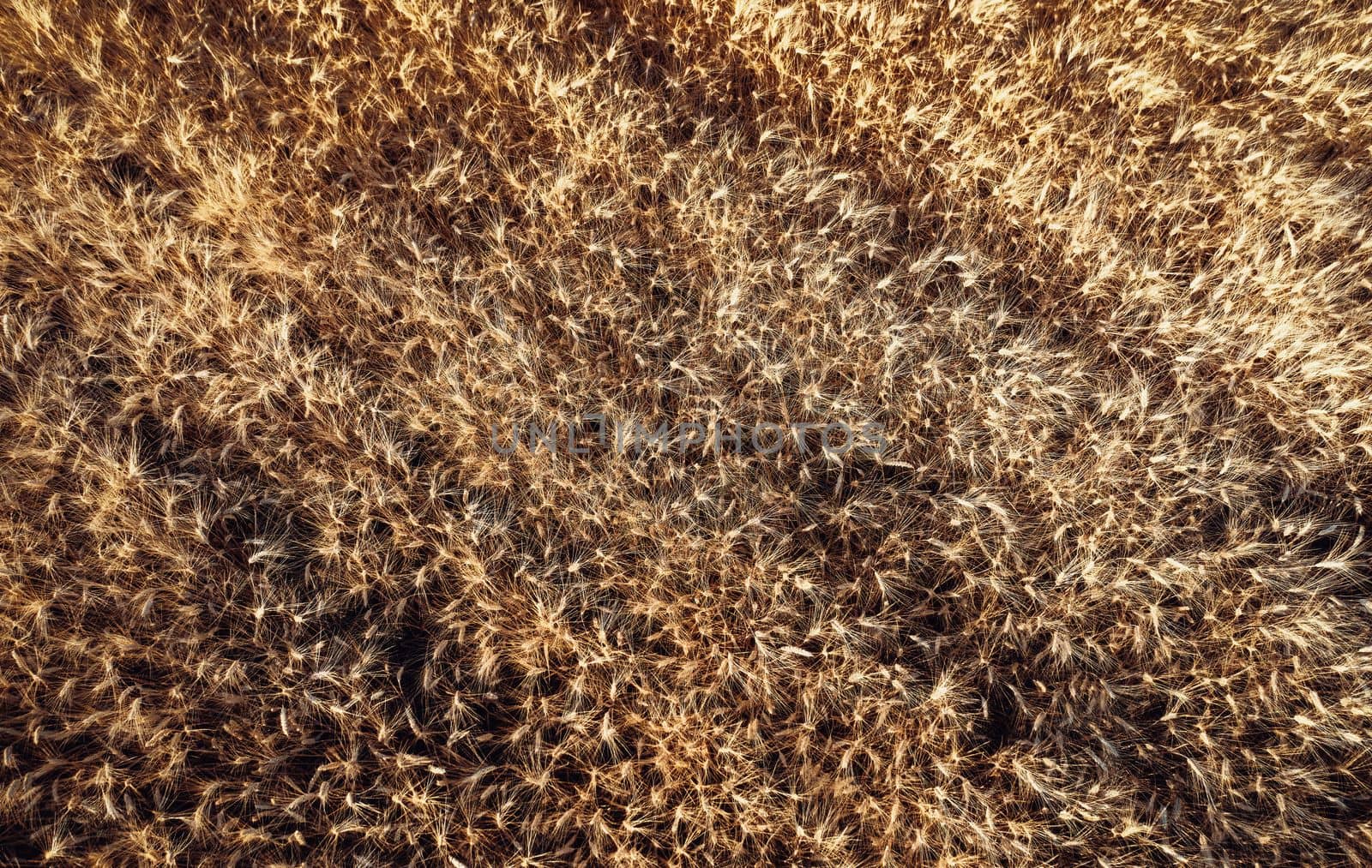 Top view of a wheatfield. Organic food. Flying over a field Directly above view of wheat field. Field before harvesting. Agriculture background. Drone flying over ripened wheat field.