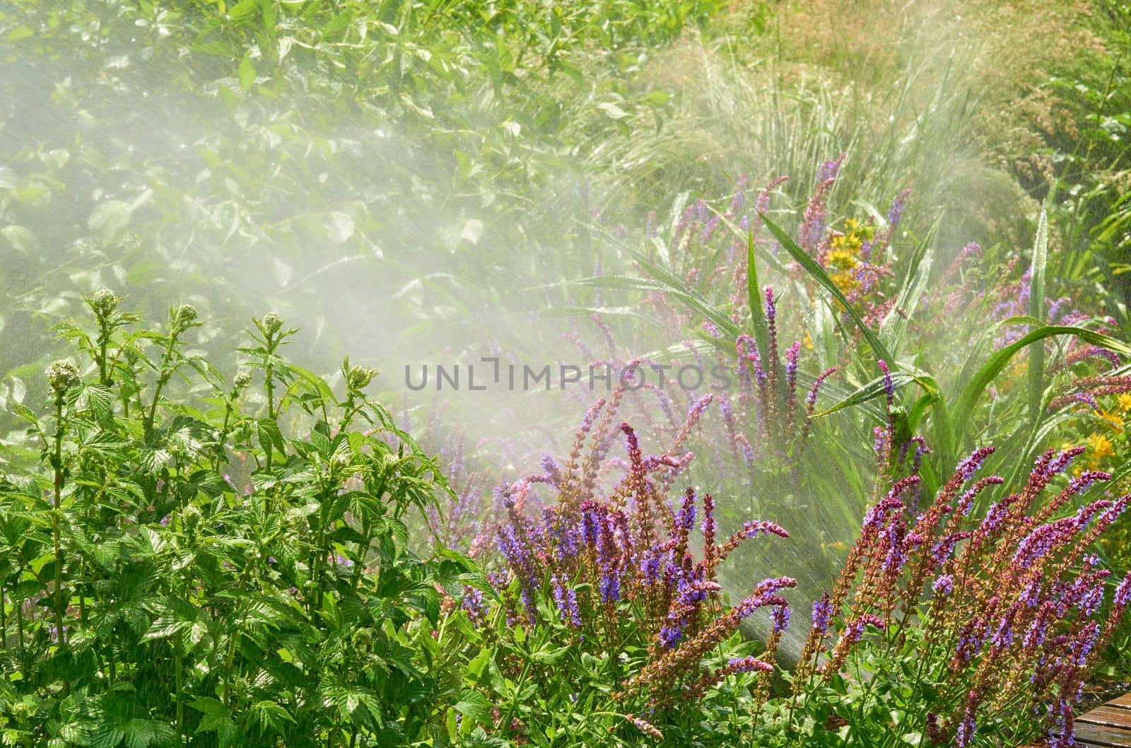 the supply of water to land or crops to help growth, typically by means of channels. Cheerful joy splashes of raindrops or irrigation systems in a blooming city park.