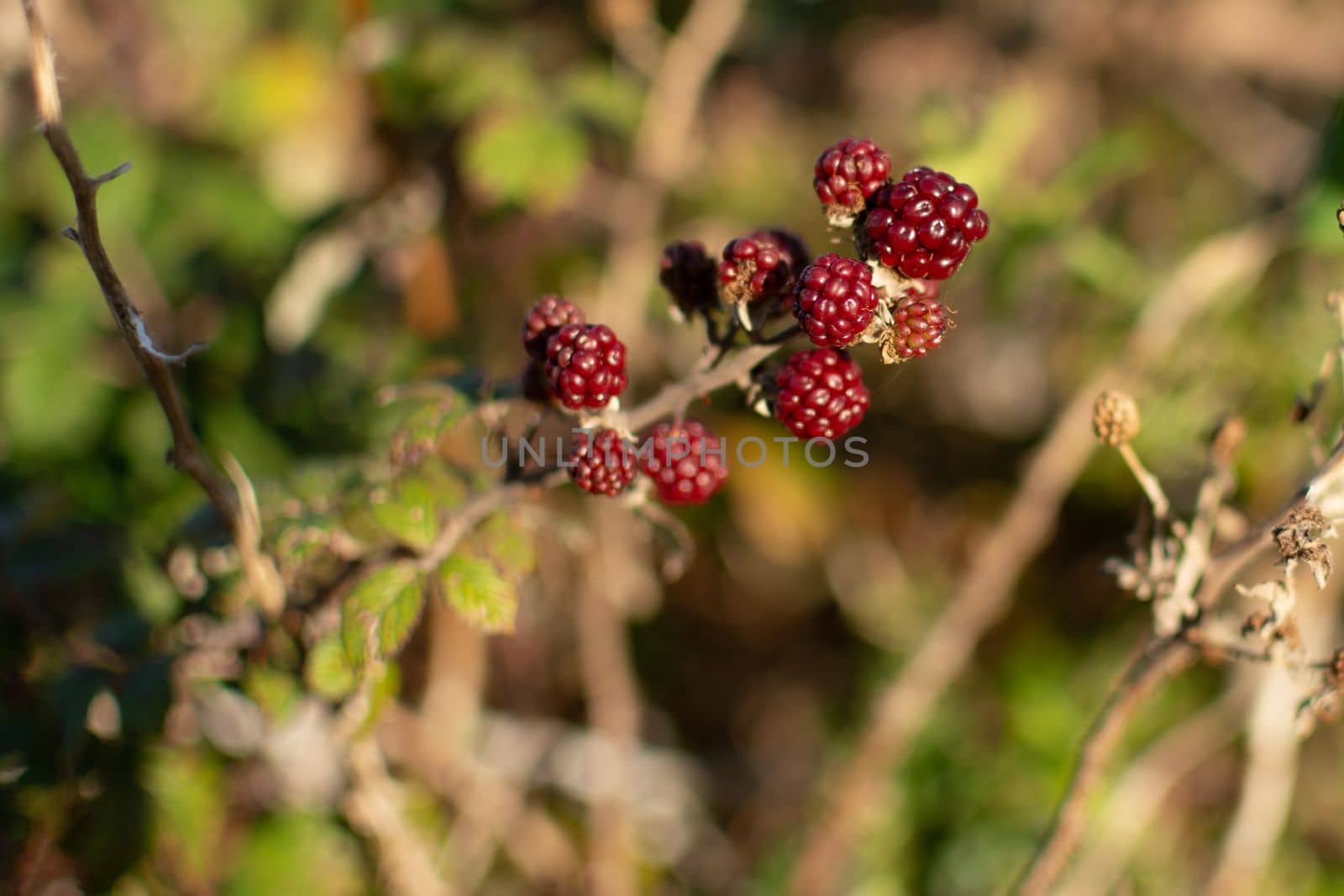 Wild raspberries and blackberries in their branch in the nature. High quality photo