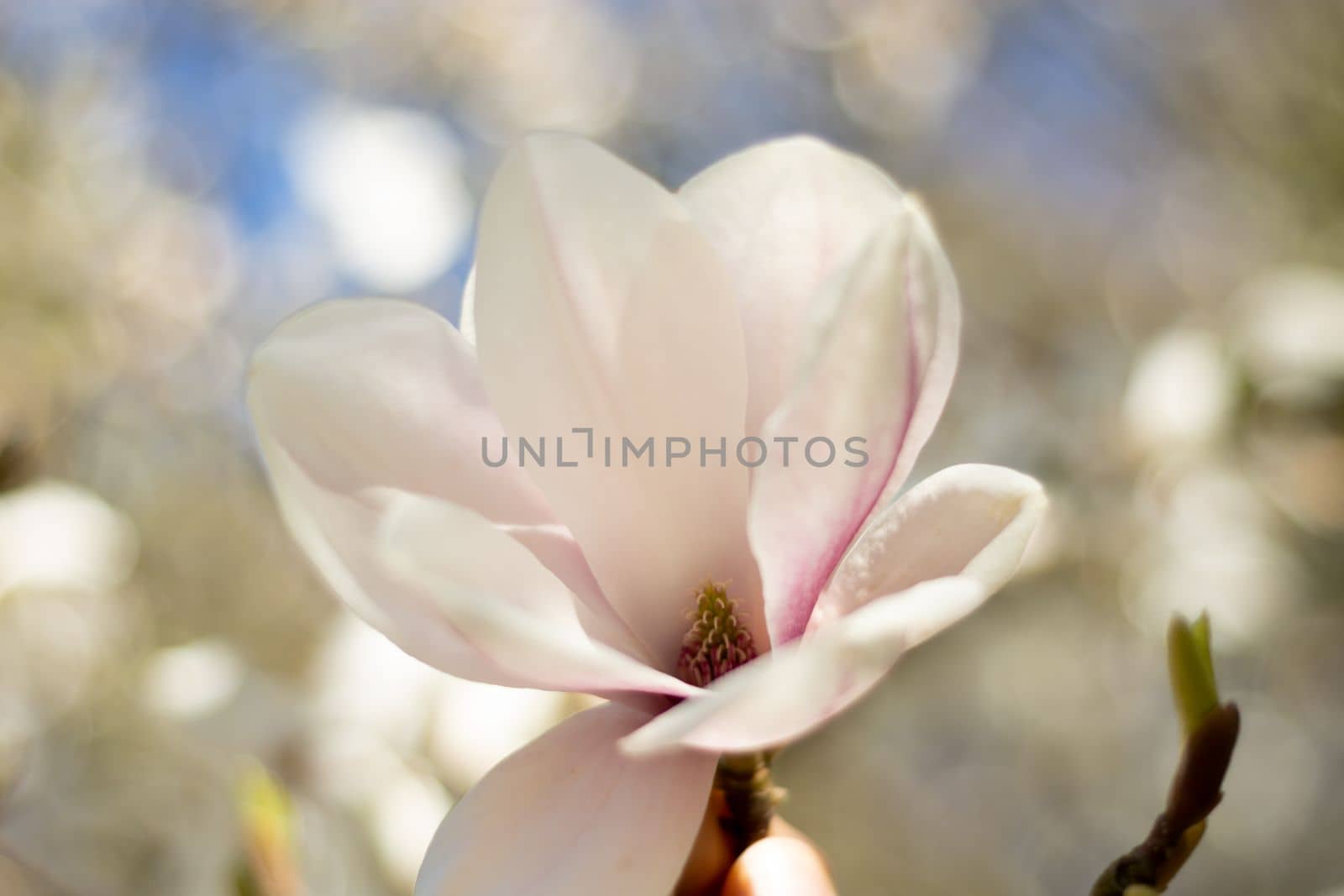 Magnolia flowers in pink blossom nearby, beautiful natural background by scasal15