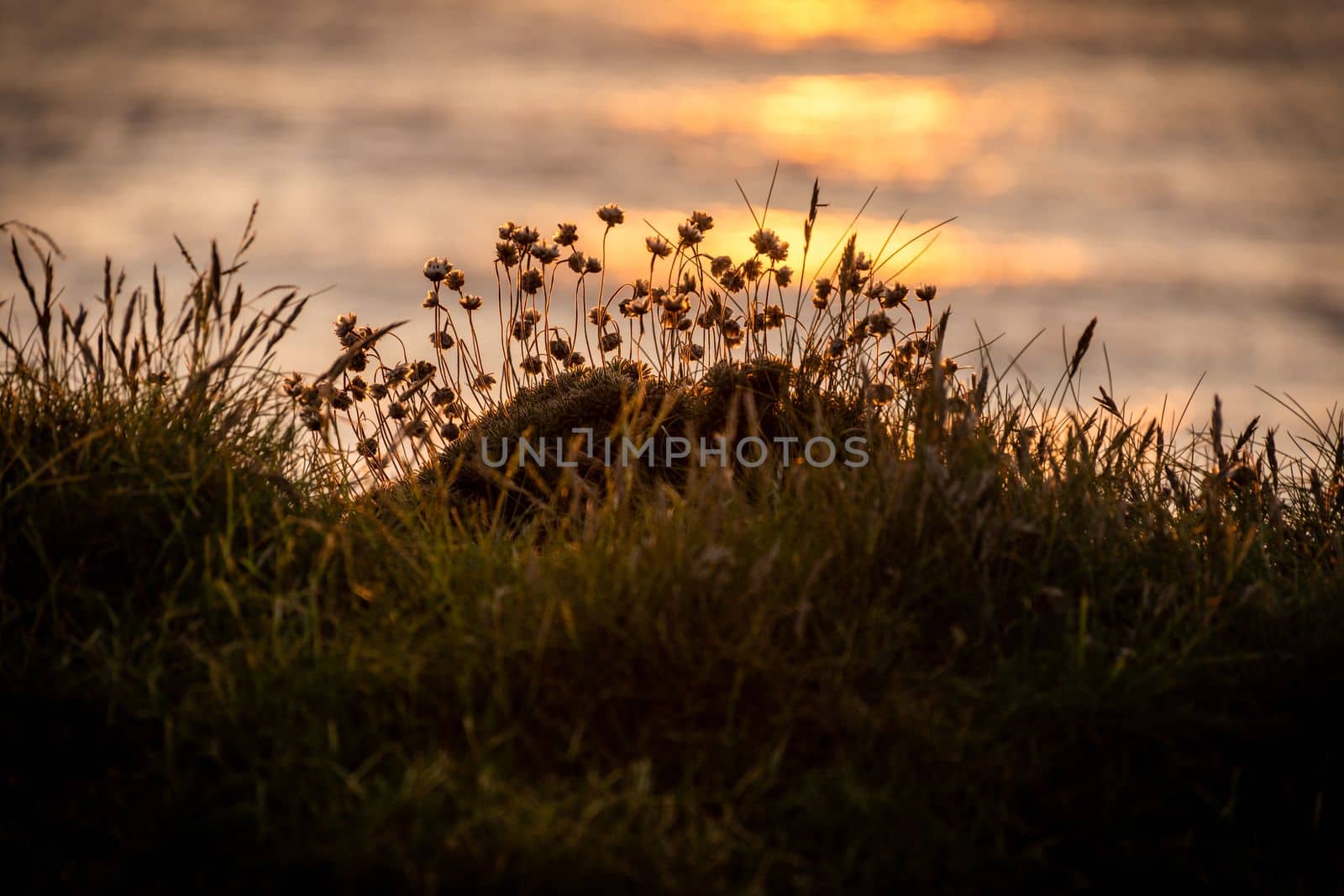 Sunset with the Atlantic Ocean and vegetation in the background. High quality photo