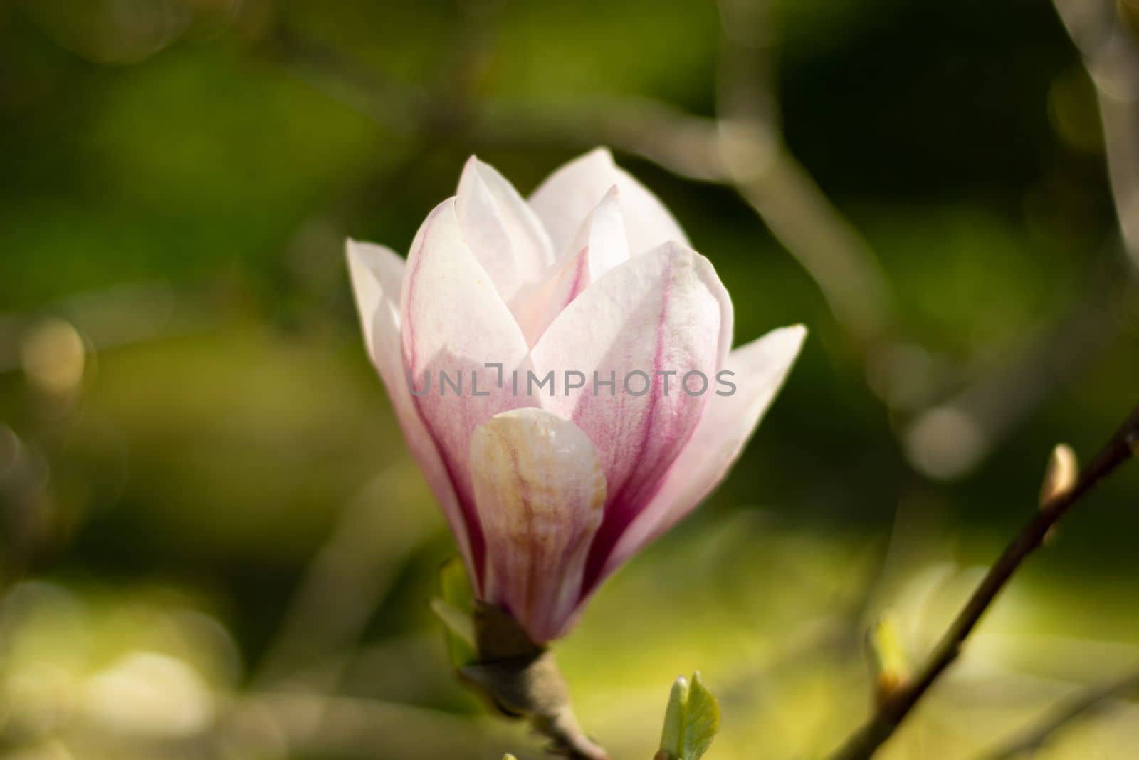 Magnolia flowers in pink blossom nearby, beautiful natural background. High quality photo