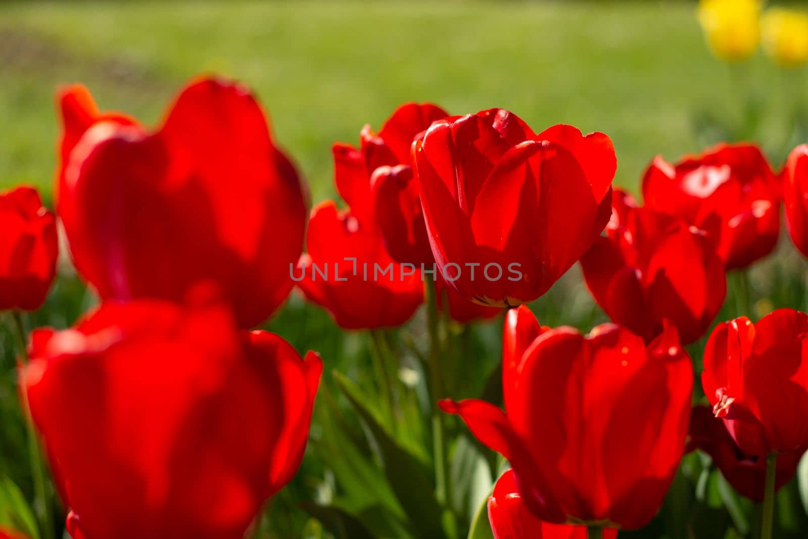 Tulip flowers in red blossom nearby, beautiful natural background by scasal15