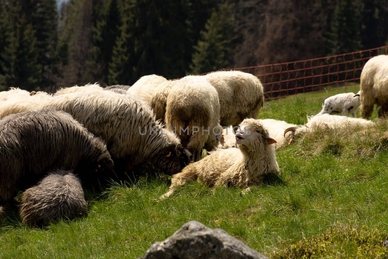 Flock of sheep grazing in meadow in with the Tatra Mountains behind, in Poland. High quality photo