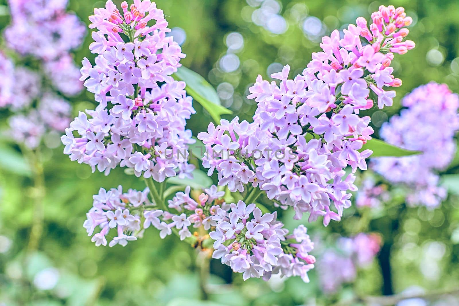 a Eurasian shrub or small tree of the olive family, that has fragrant violet, pink, or white blossoms and is widely cultivated as an ornamental.