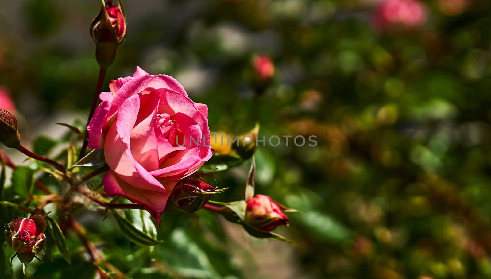 a prickly bush or shrub that typically bears red, pink, yellow, or white fragrant flowers, native to north temperate regions.