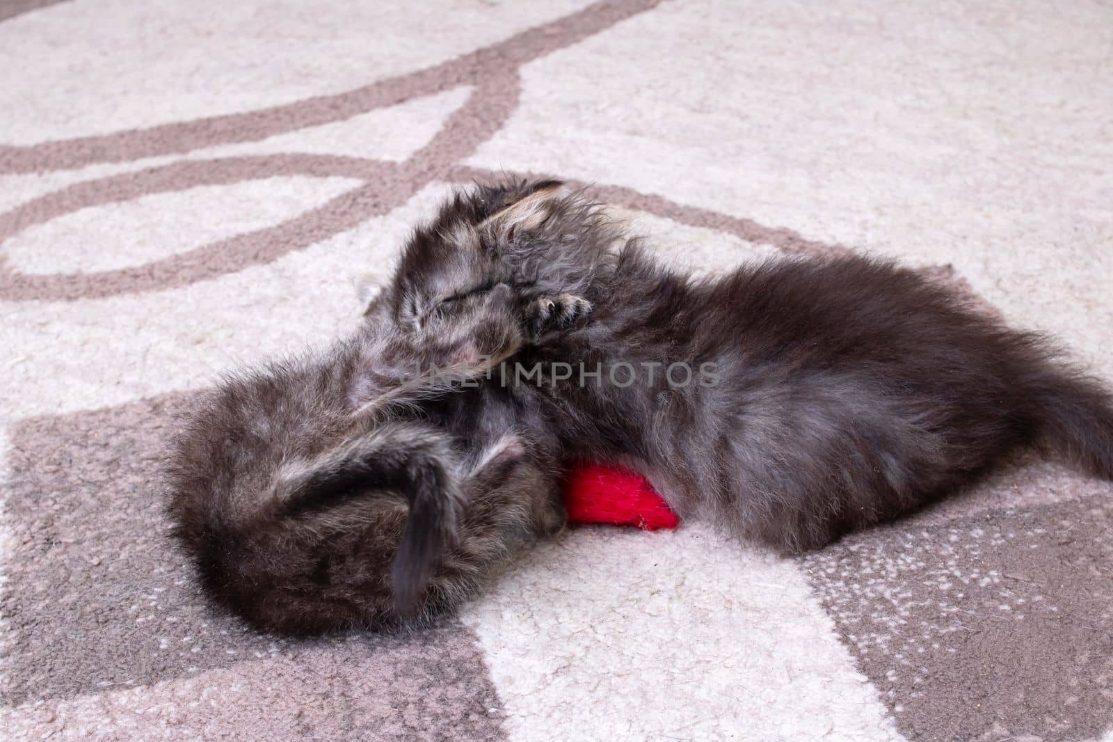 Two little little kittens playing at home close up