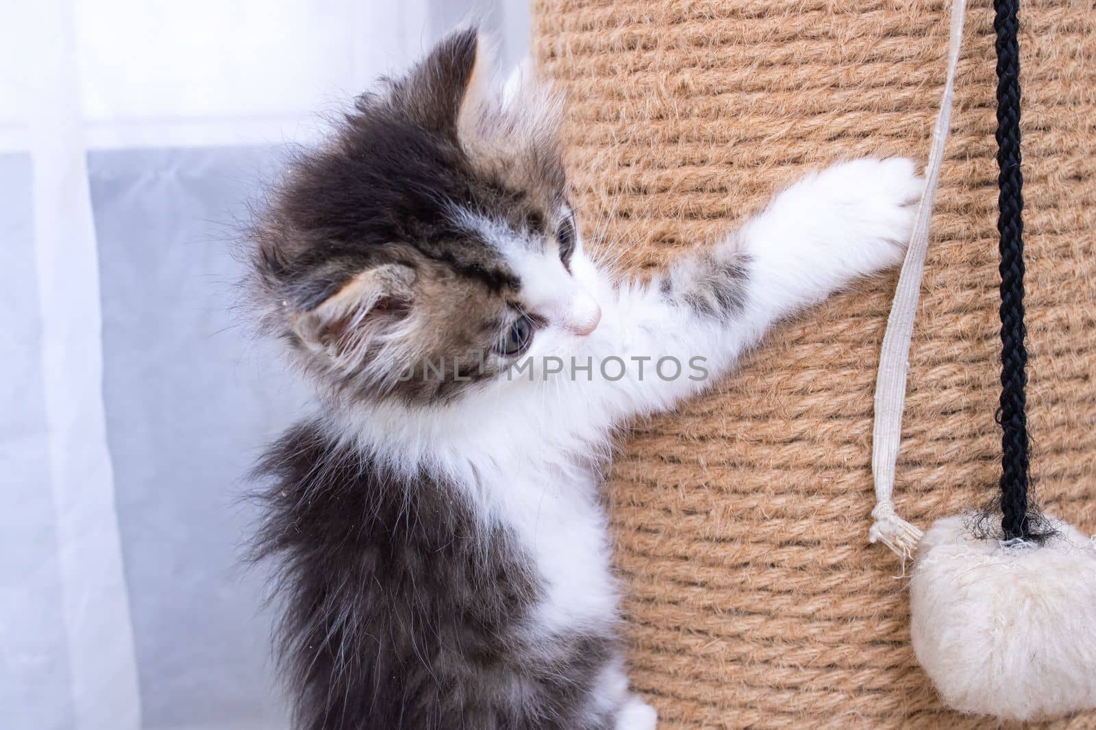 A little kitten plays with a scratching post by Vera1703