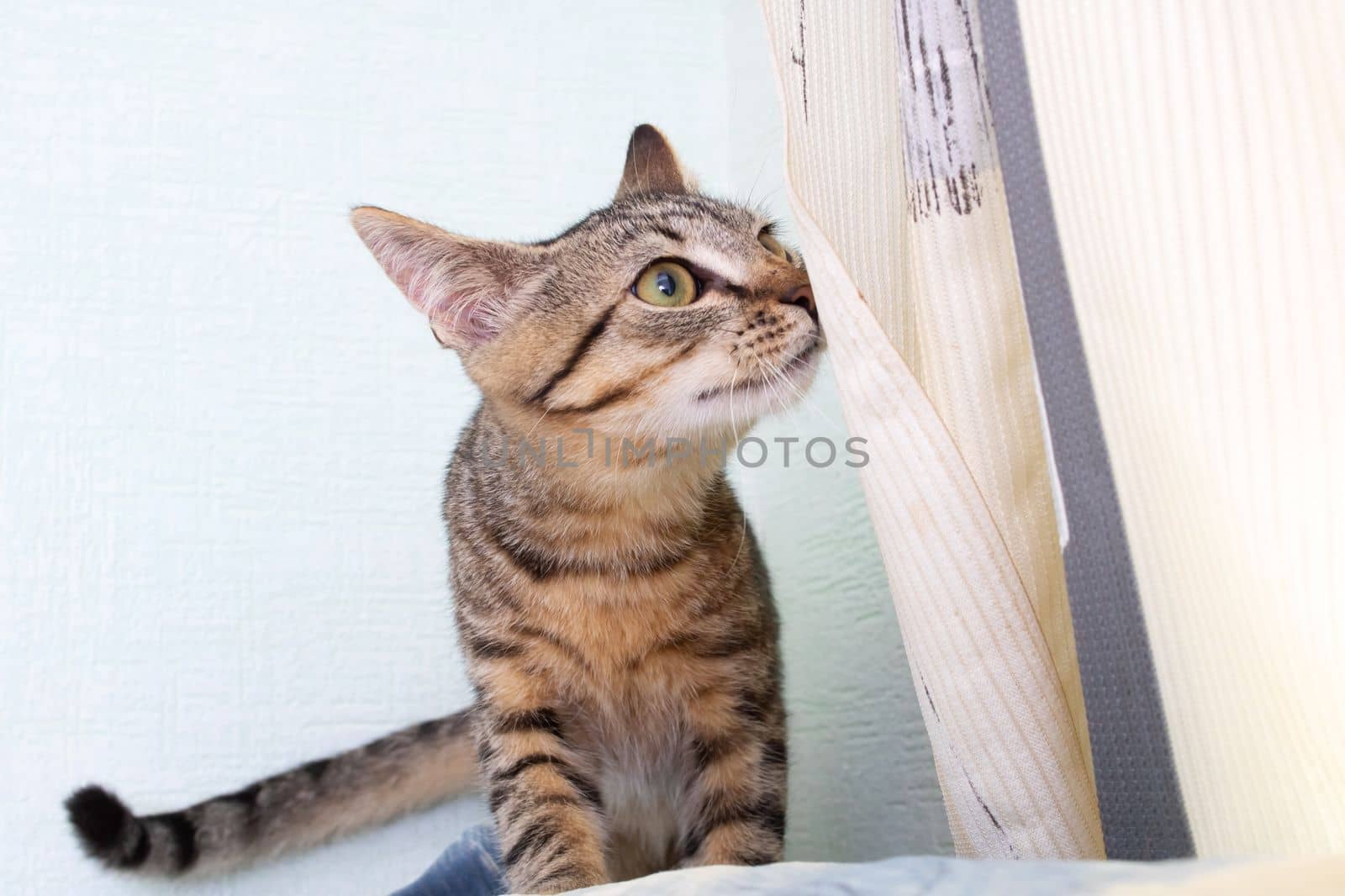 Gray striped cat on a gray background close up