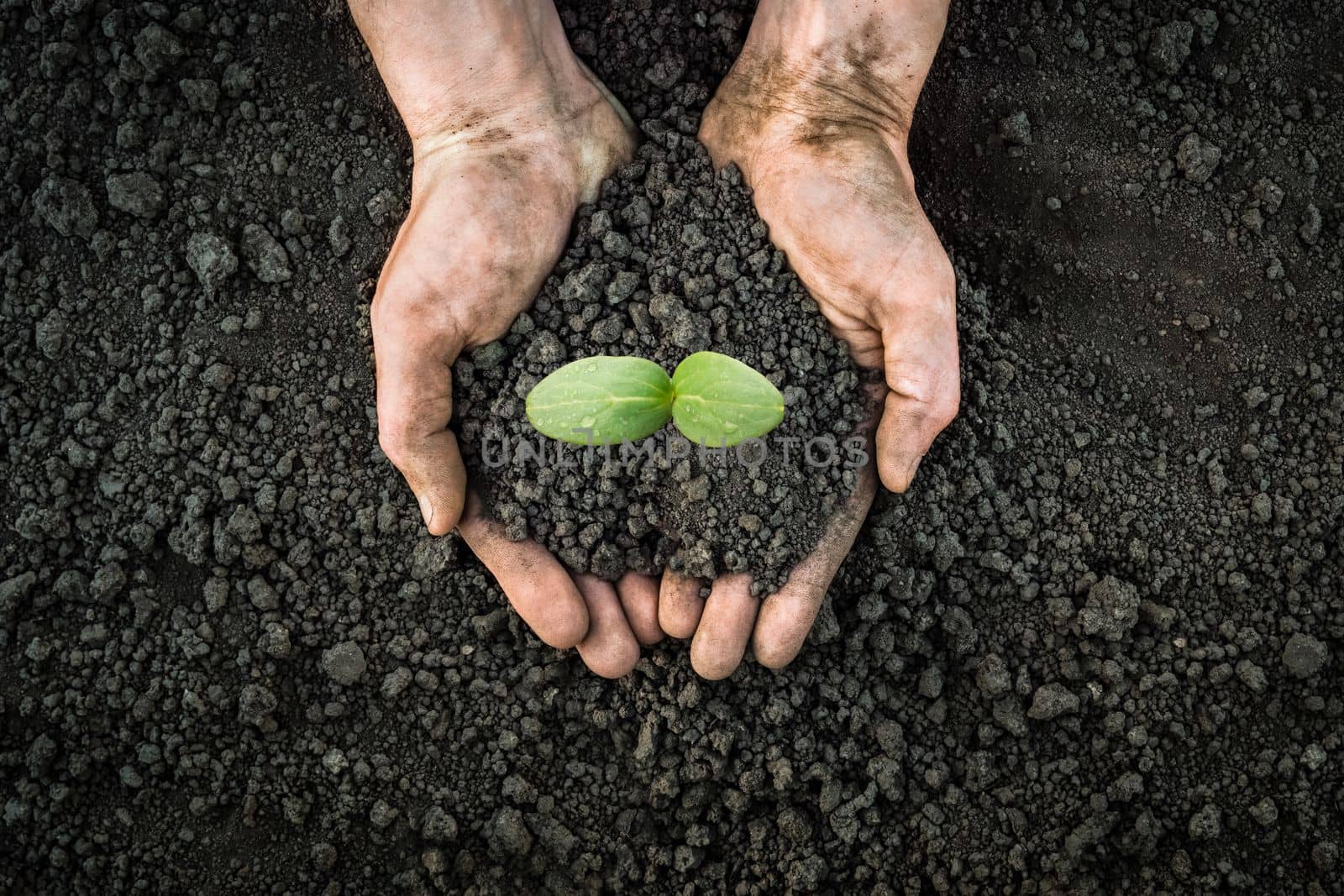 Handful of earth save environment. Sprouting plant on hands full of fertile soil farmer holding plant soil health environment day earth garden soil hands hold earth plant seedling sprout hand seedling by synel