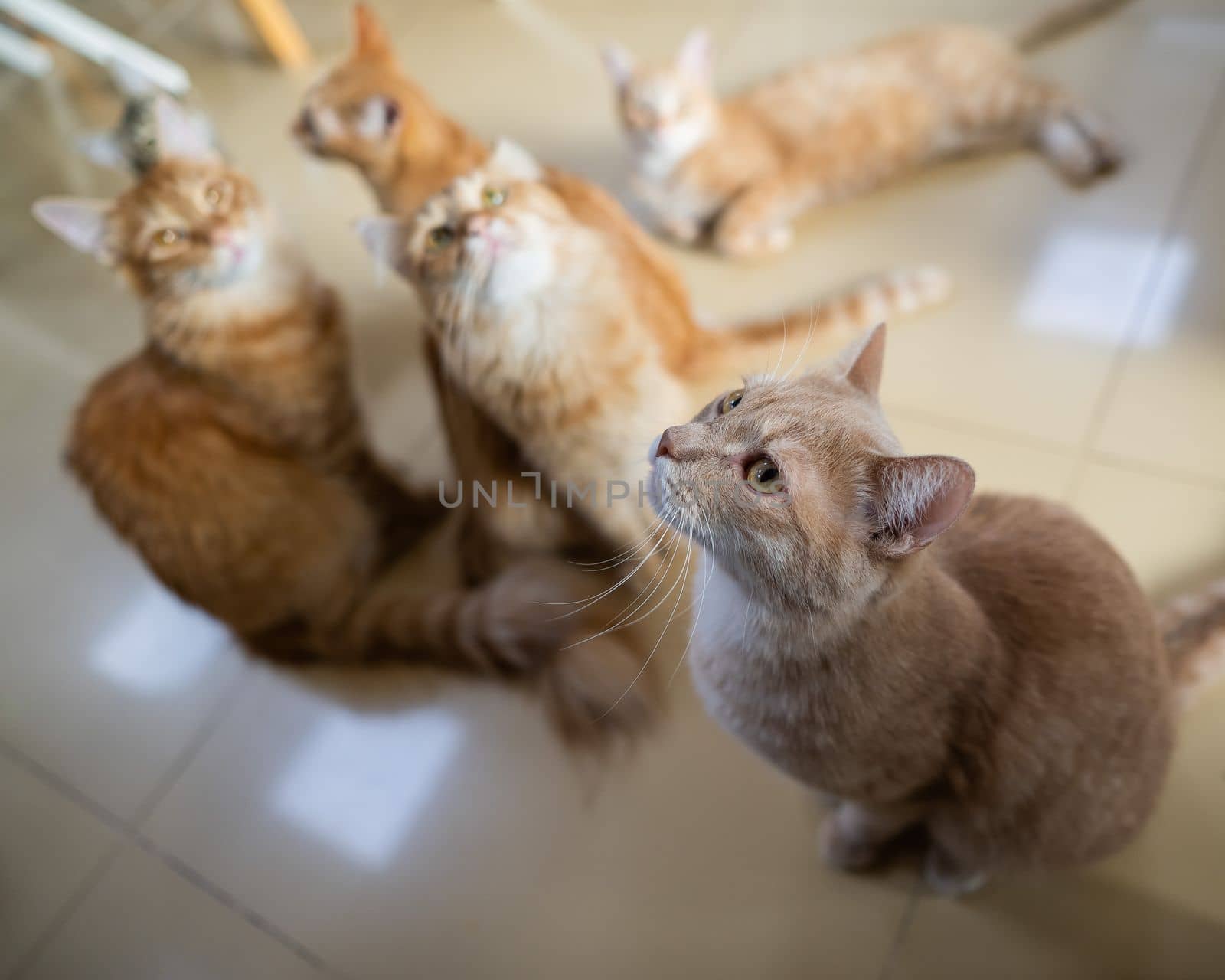 A group of cats in a cat cafe. Charity space