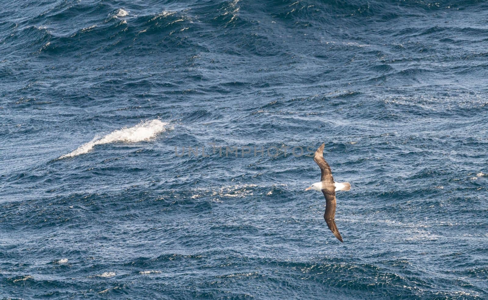Black browed albatross riding the strong winds near Cape Horn in Argentina