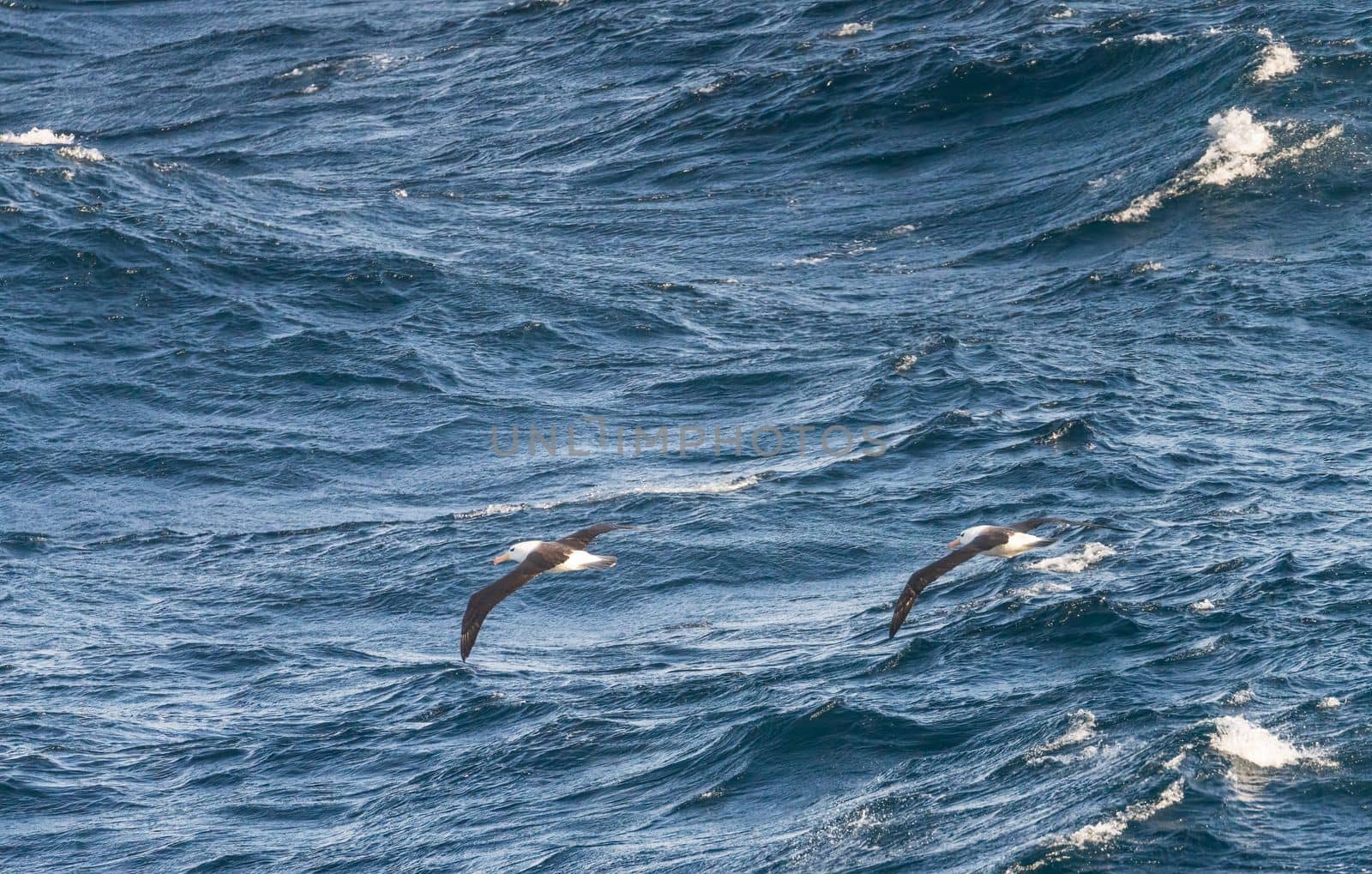 Black browed albatross riding the strong winds near Cape Horn in Argentina