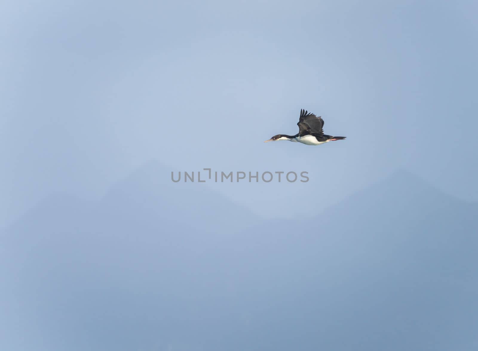 Imperial Cormorant or shag flying by misty headlands of Cape Horn in Chile
