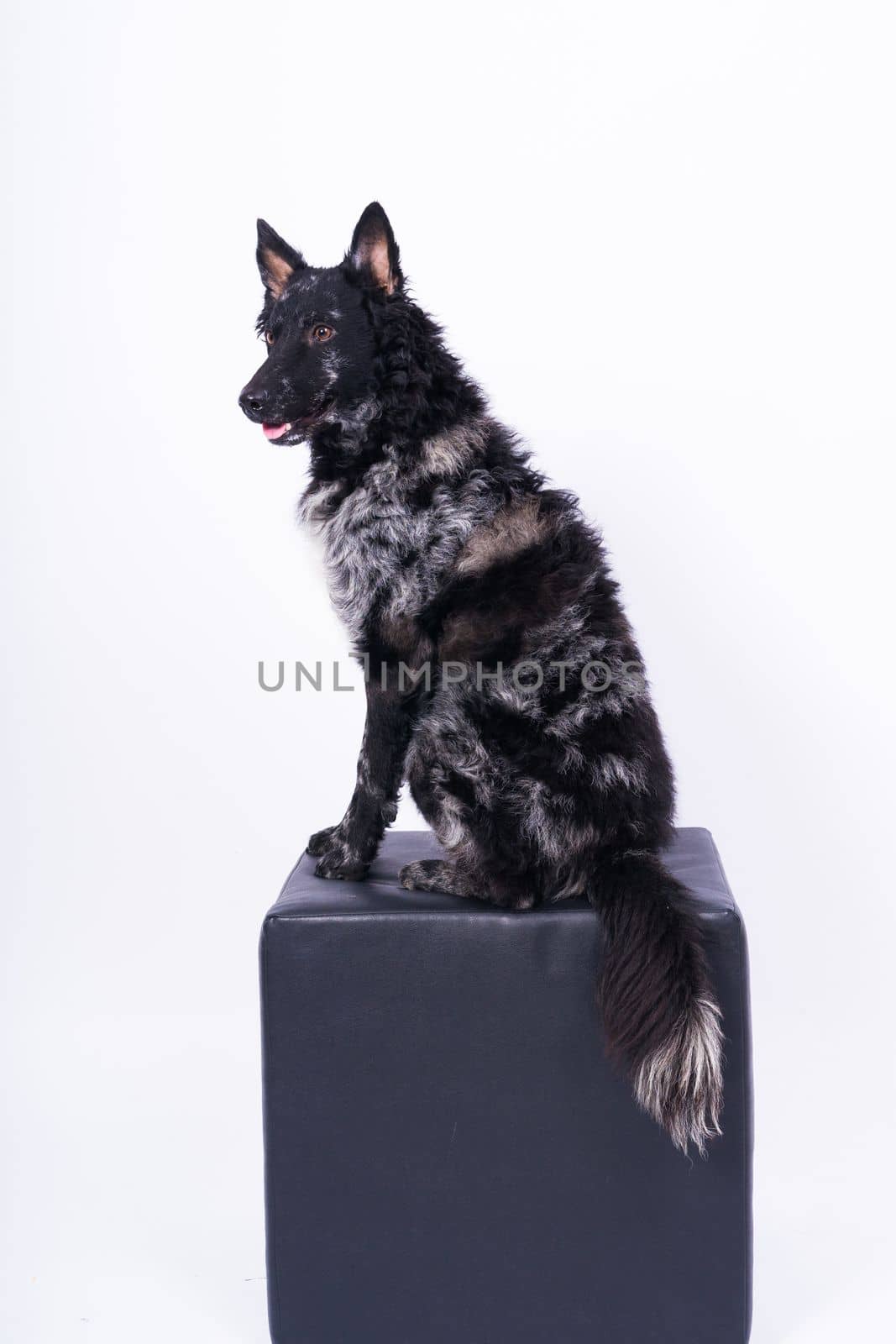 Mudi shepherd in front of a white background studio and interior photo