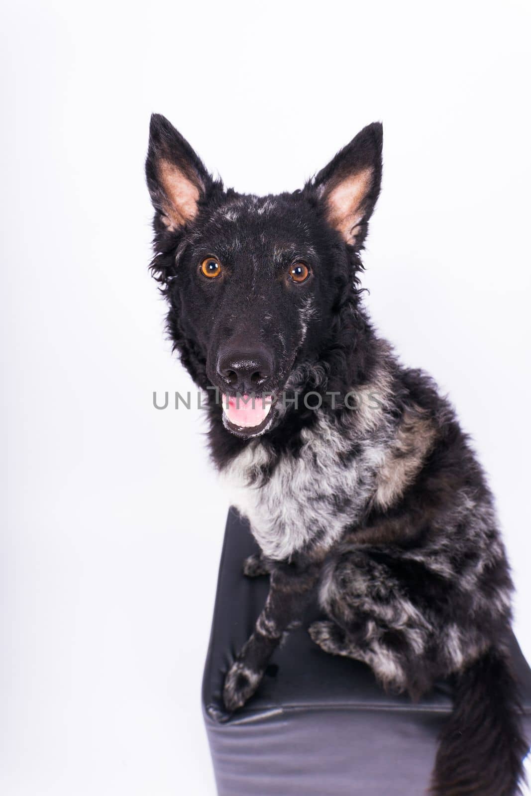 Mudi shepherd in front of a white background studio and interior photo