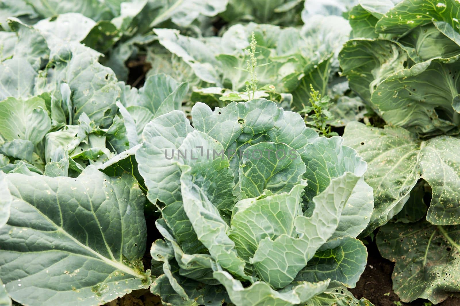 Cabbage grows in the garden. Harvesting cabbage. Life in the village