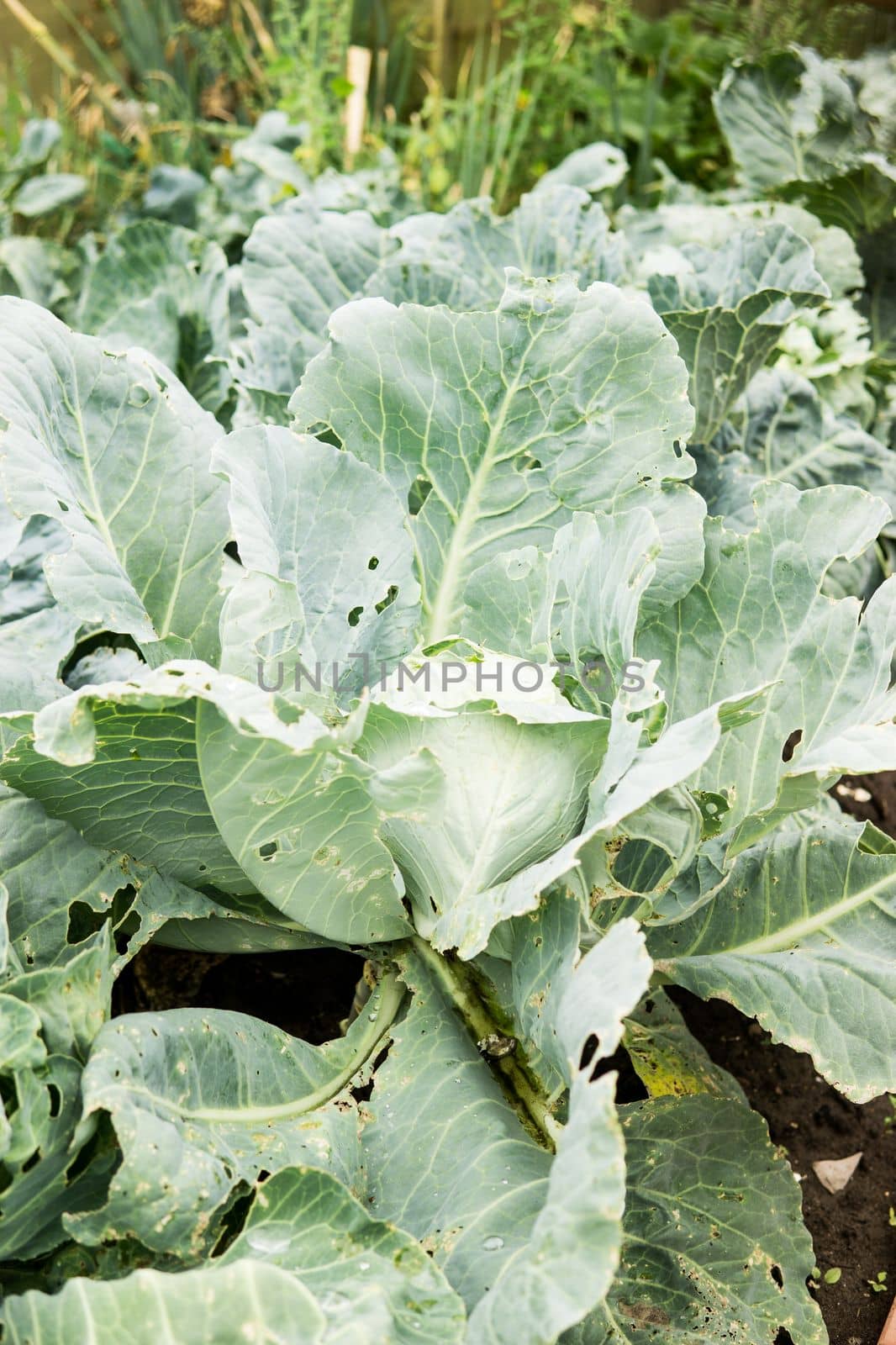 Cabbage grows in the garden. Harvesting cabbage. Life in the village