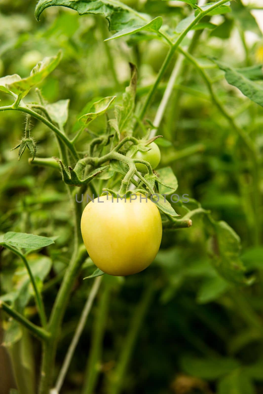 Tomatoes are hanging on a branch in the greenhouse. The concept of gardening and life in the country.