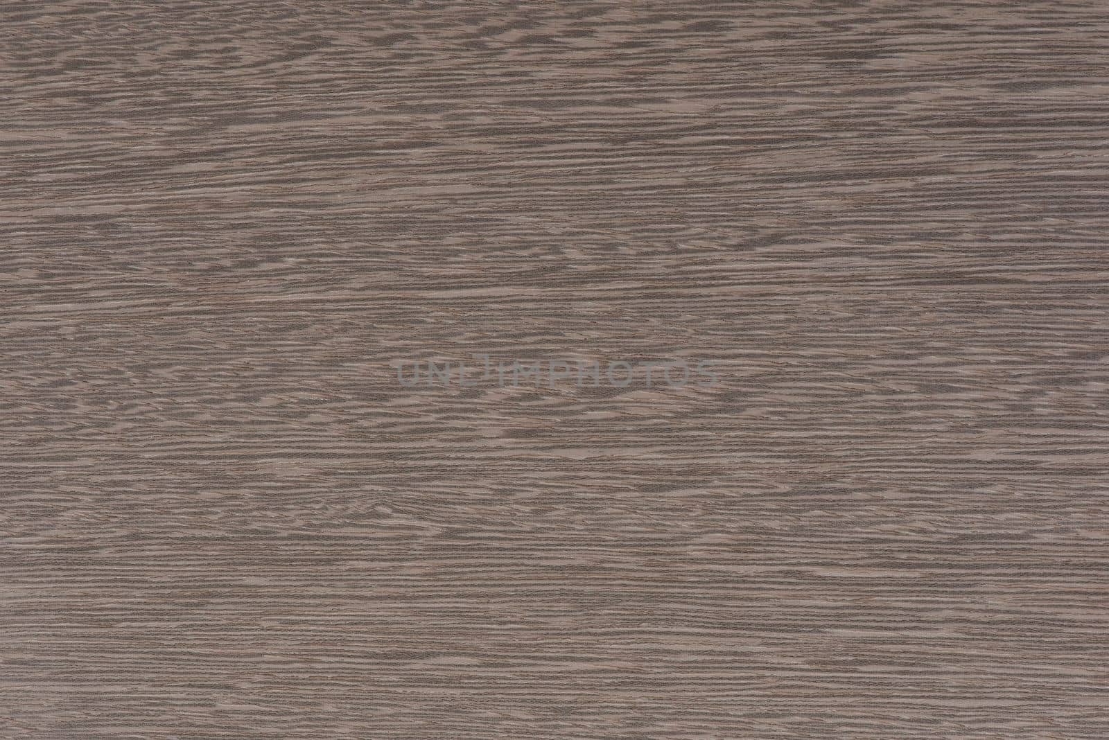 Texture of exotic wood. Close-up of the texture of lati wood, the structure of the breed of the aurican tree lati silver ash color.