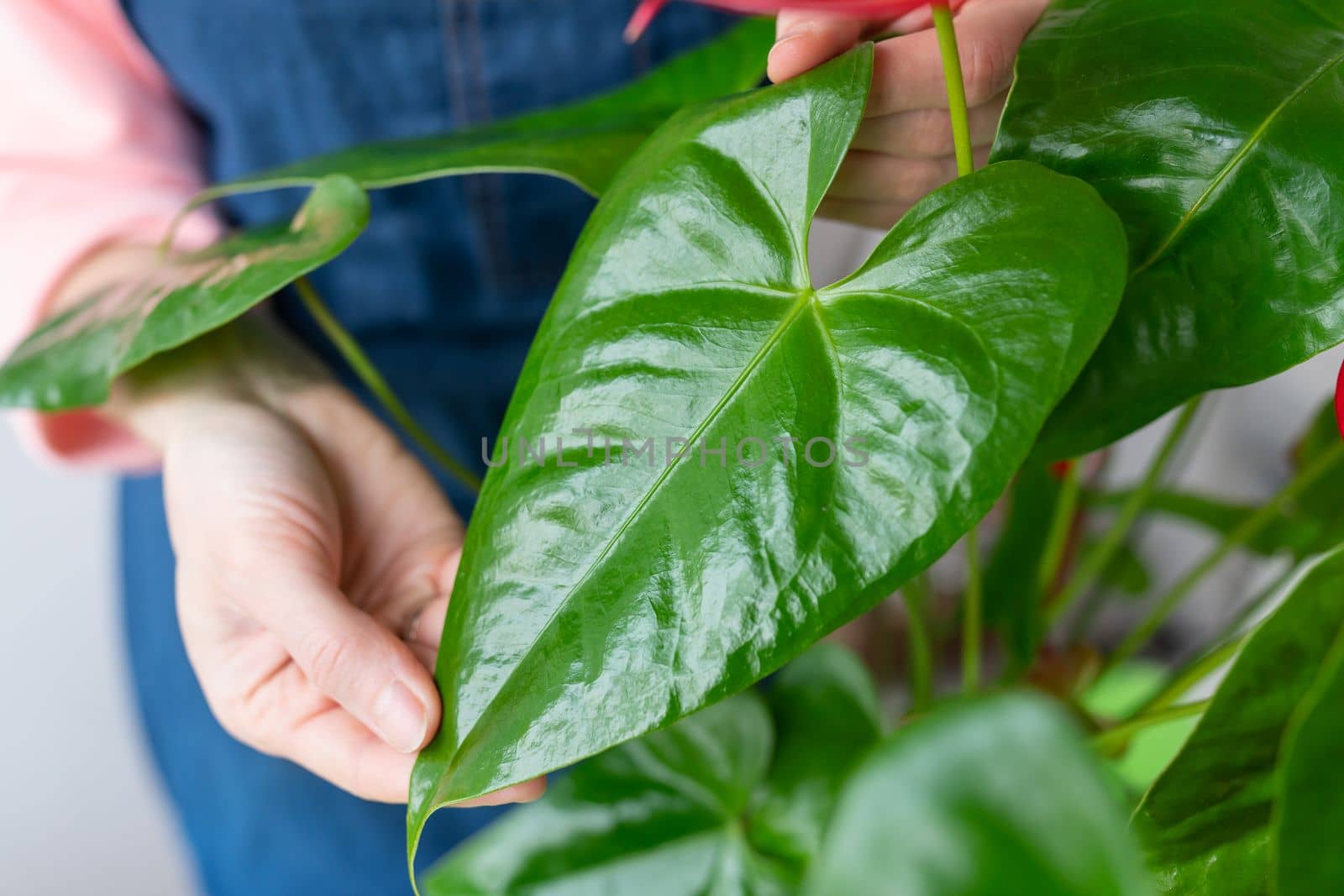 The girl wipes the large green leaves near the anthurium flowerpot from dust, the shine of the leaf. Care and trimming of flowerpots at home. by sfinks