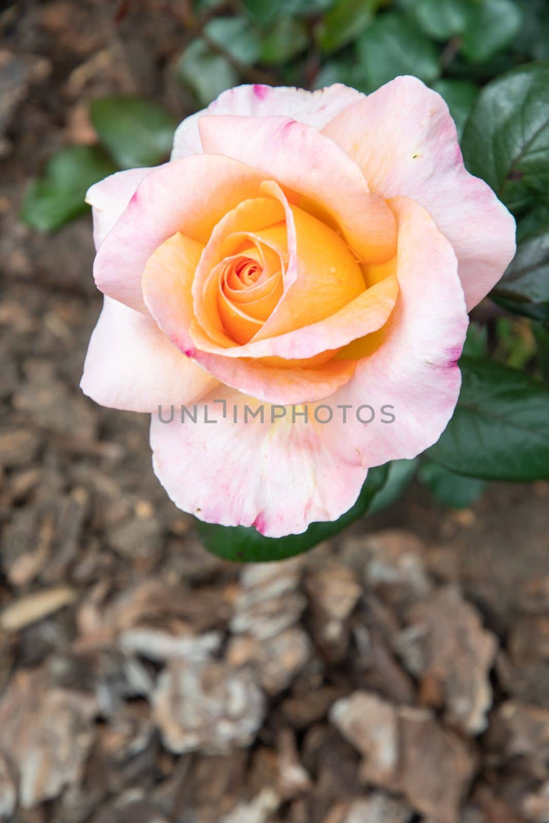 beautiful big creamy pink rose behind in the garden close-up flower portrait. High quality photo