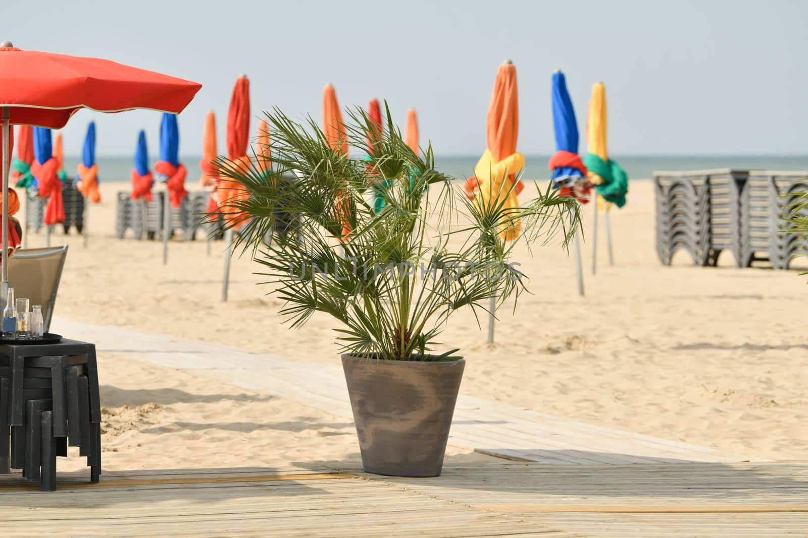 palm areca and the typical colored umbrellas at a beach