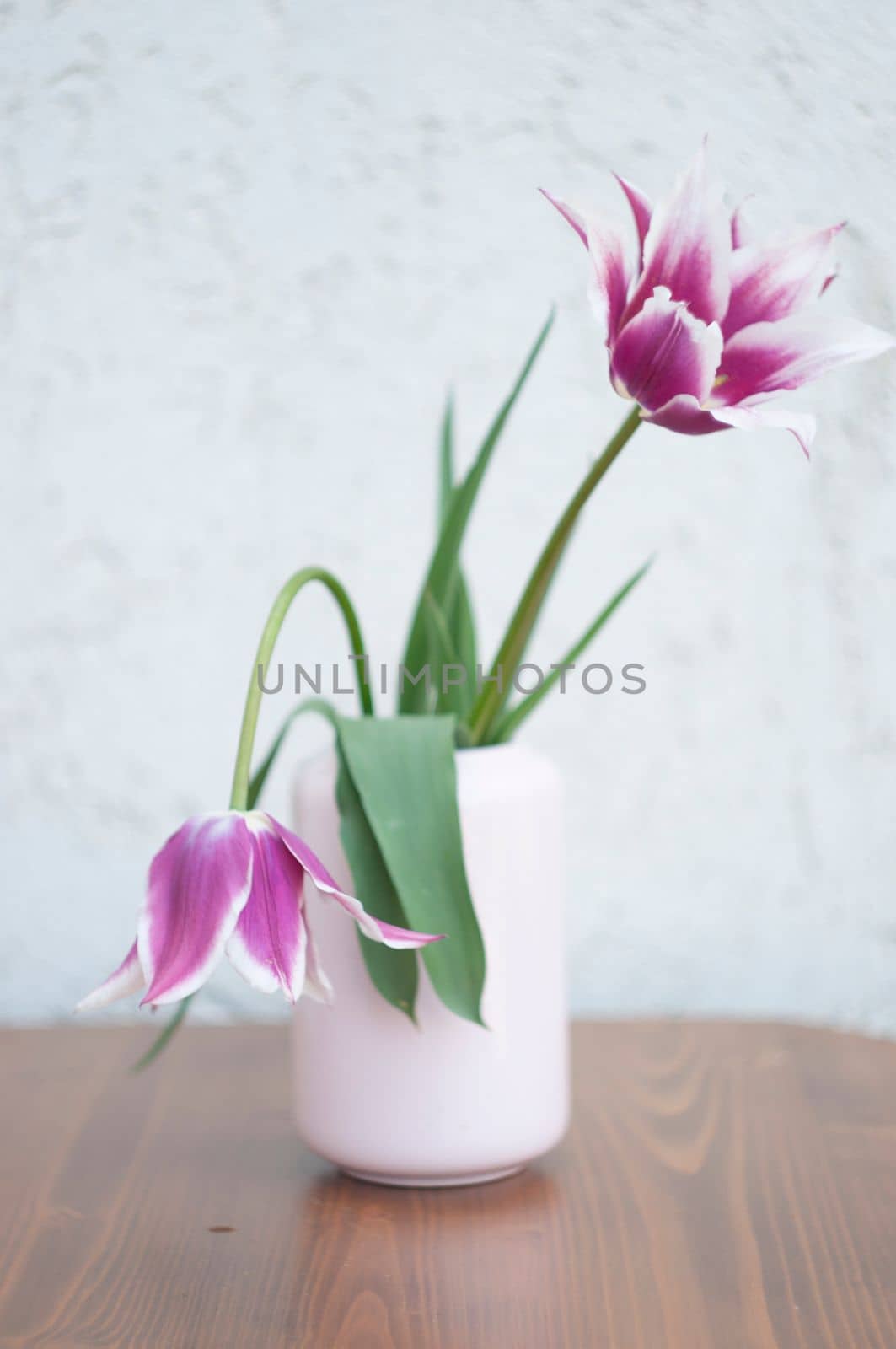 Delicate pink tulips in a vase, spring still life, minimalist, floral background by KaterinaDalemans