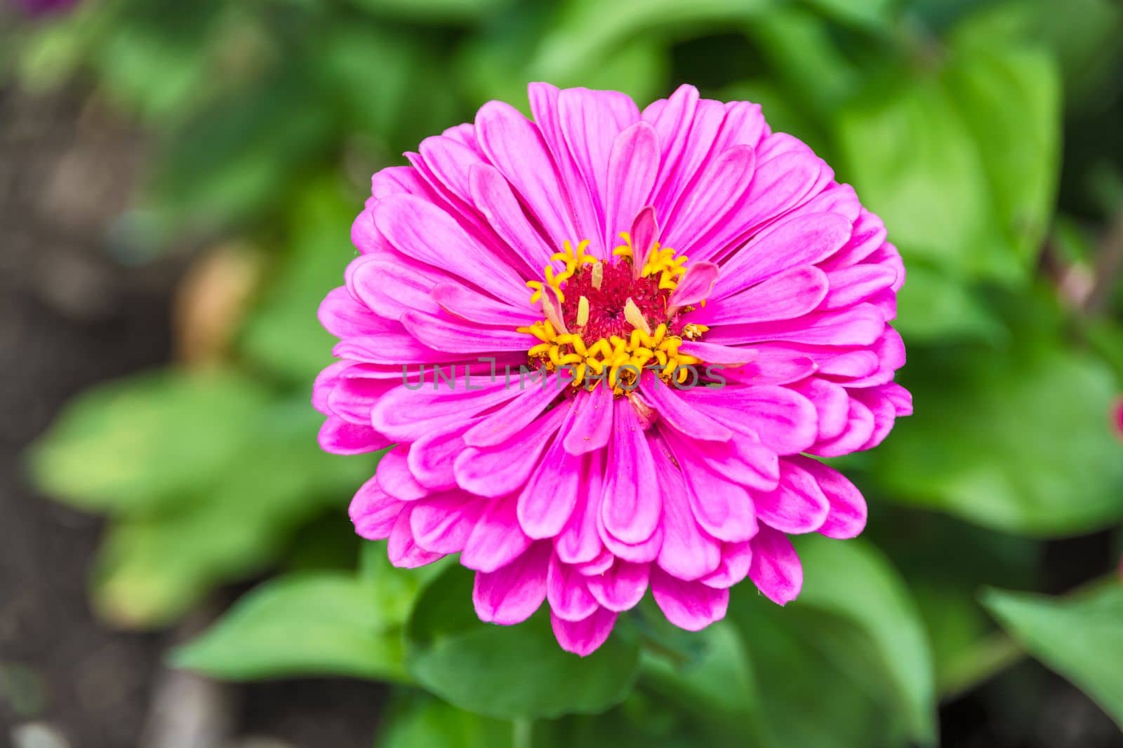 Beautiful decorative flower blossoming on green leaves background.