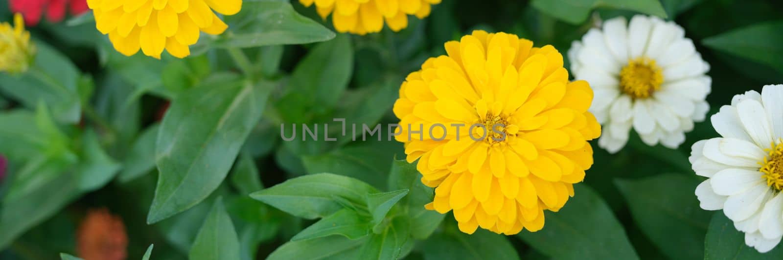 Flowers of yellow annual dahlias in garden by kuprevich