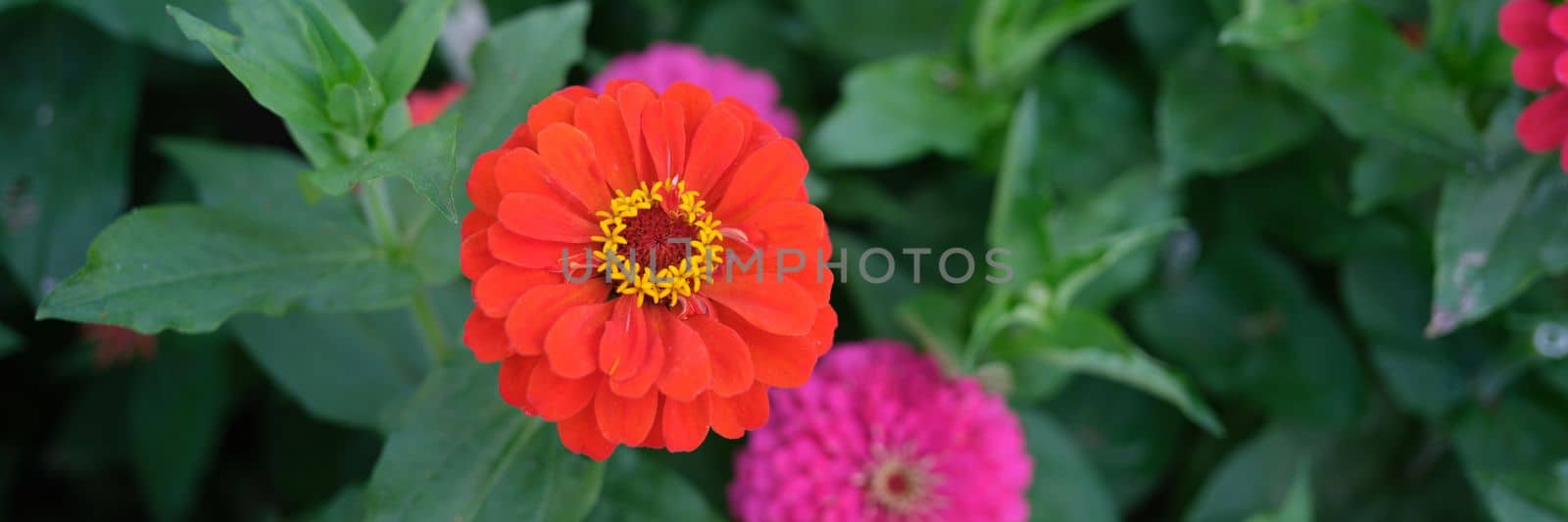 Delicate orange gerbera flower in summer garden. Beautiful gerbera in flower bed