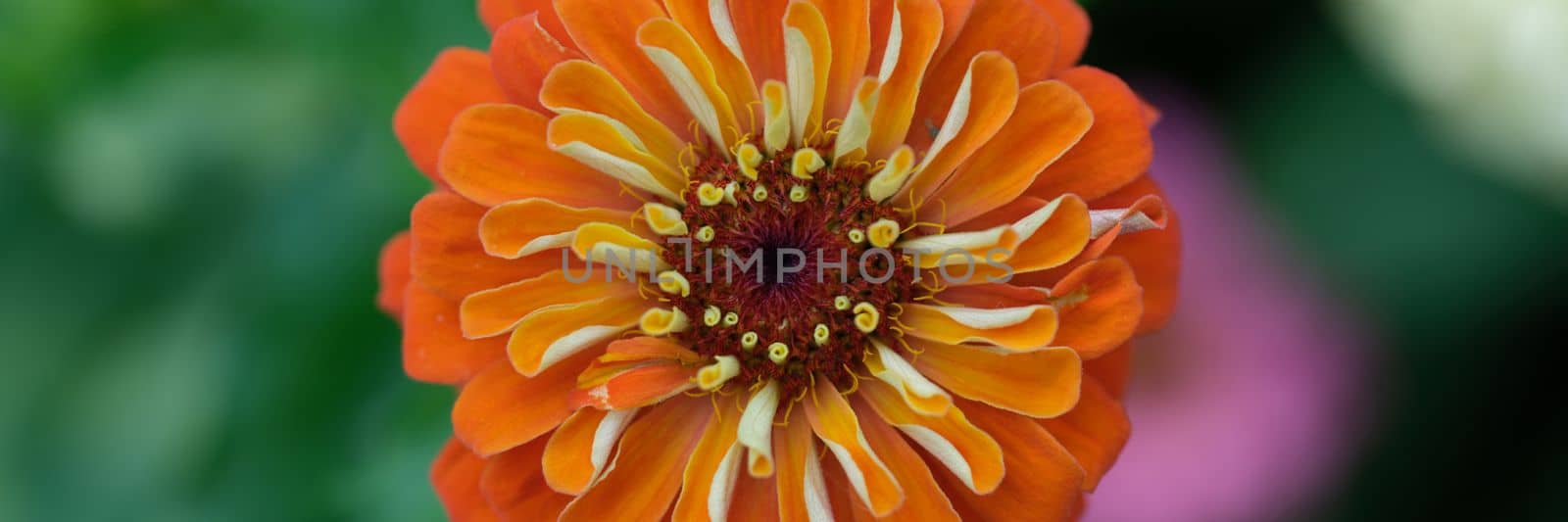 Beautiful orange gerbera flower in summer garden. Garden flowers in a flower bed