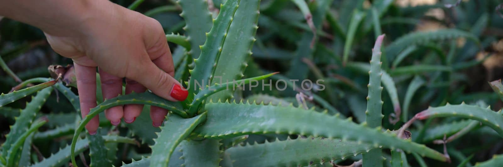 Closeup of female hands on green aloe bush by kuprevich