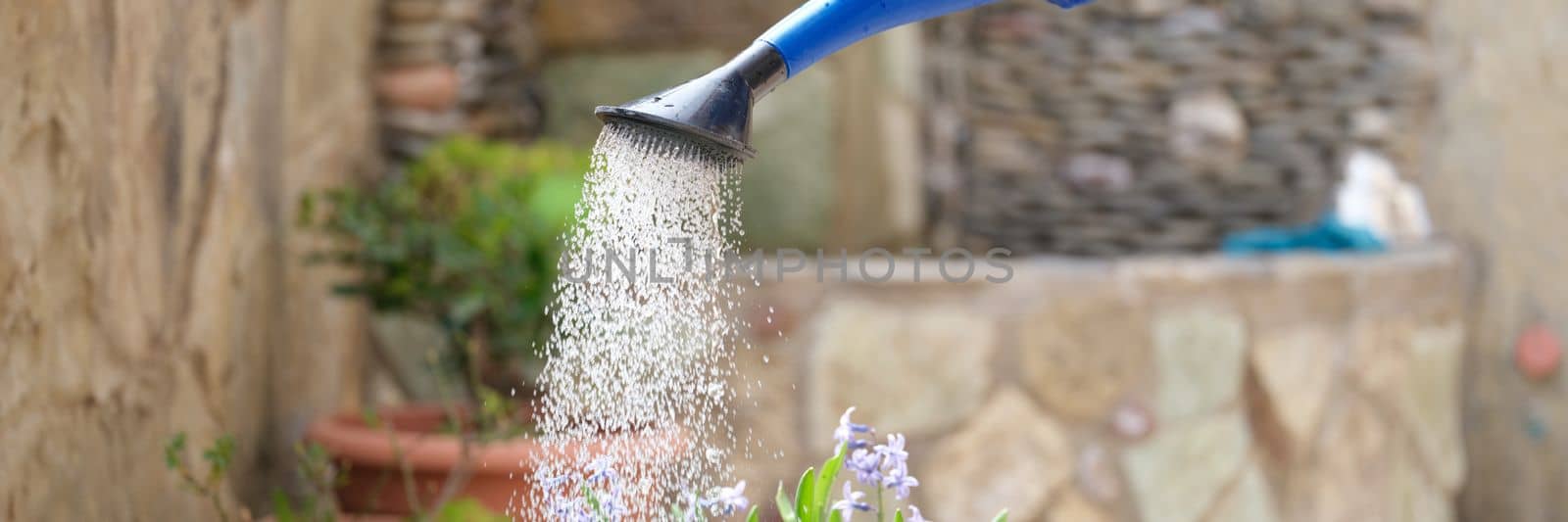 Closeup of water pouring from watering can into flower bed by kuprevich