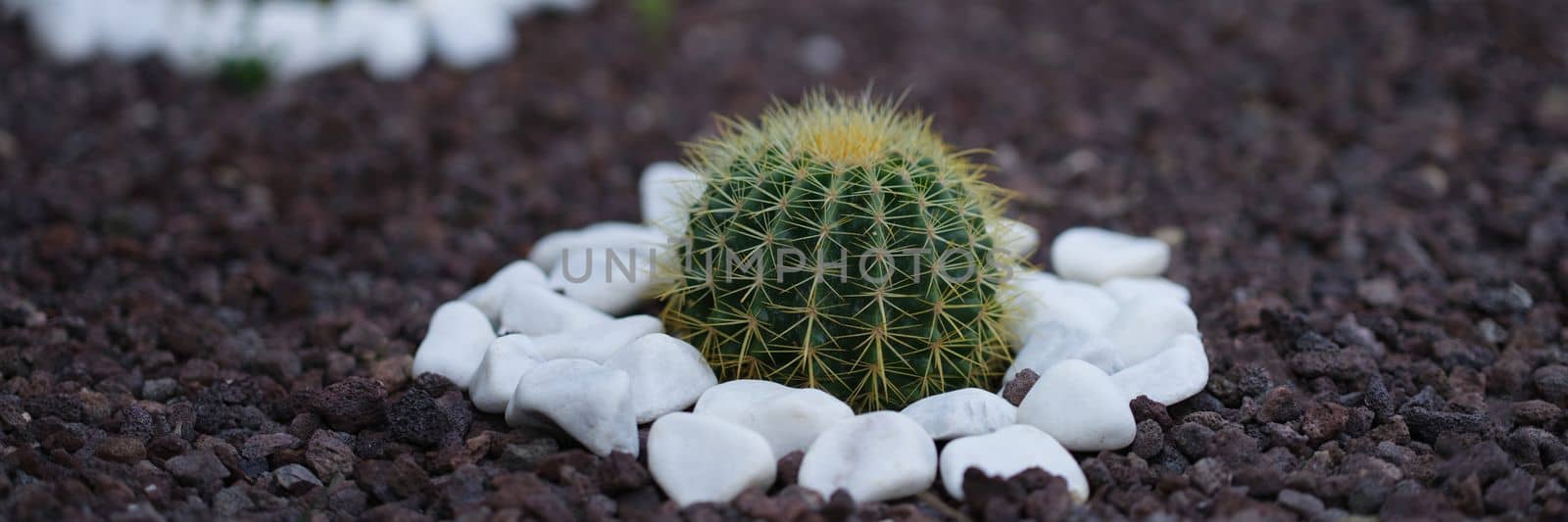 ot of beautiful little cactus grows in flower bed with stones around by kuprevich
