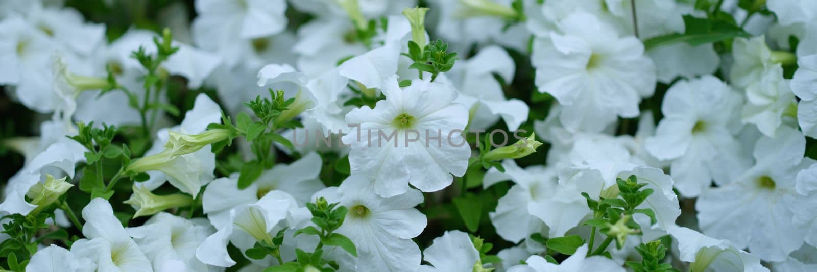 White petunia flower and first spring flowers by kuprevich