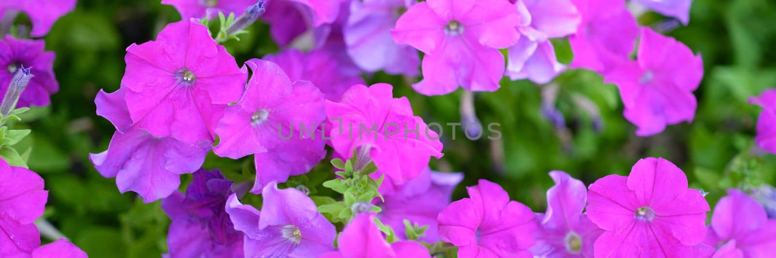 Beautiful pink petunia flowers in summer garden closeup by kuprevich