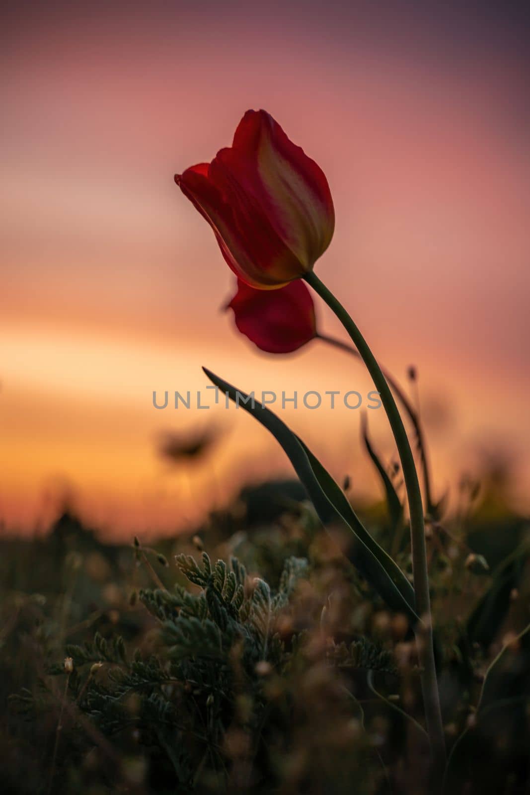 Wild tulip flowers at sunset, natural seasonal background. Multi-colored tulips Tulipa schrenkii in their natural habitat, listed in the Red Book