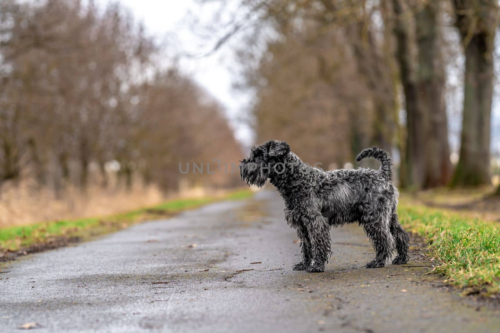small black schnauzer on a walk on an alley in the park. High quality photo