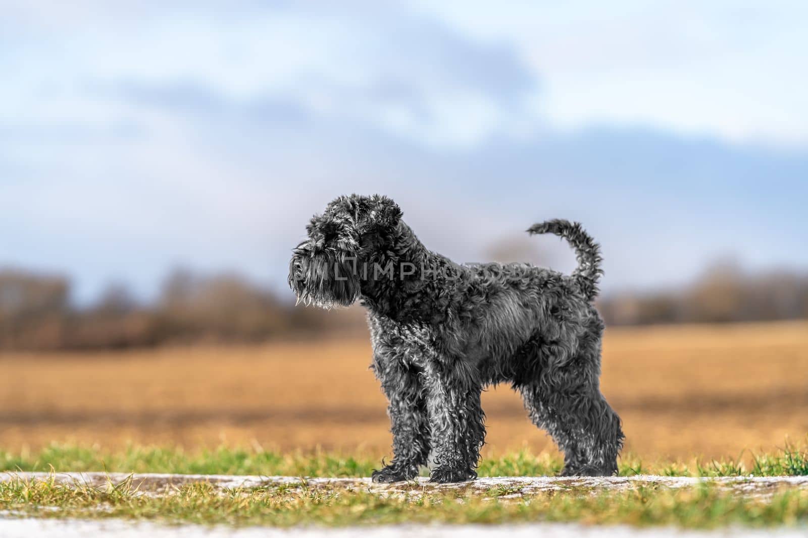 dog on a walk in nature. little black schnauzer. 
