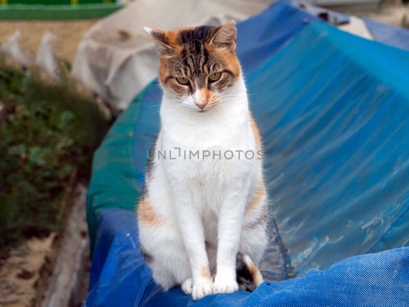 beautiful cats around Malta island. High quality photo