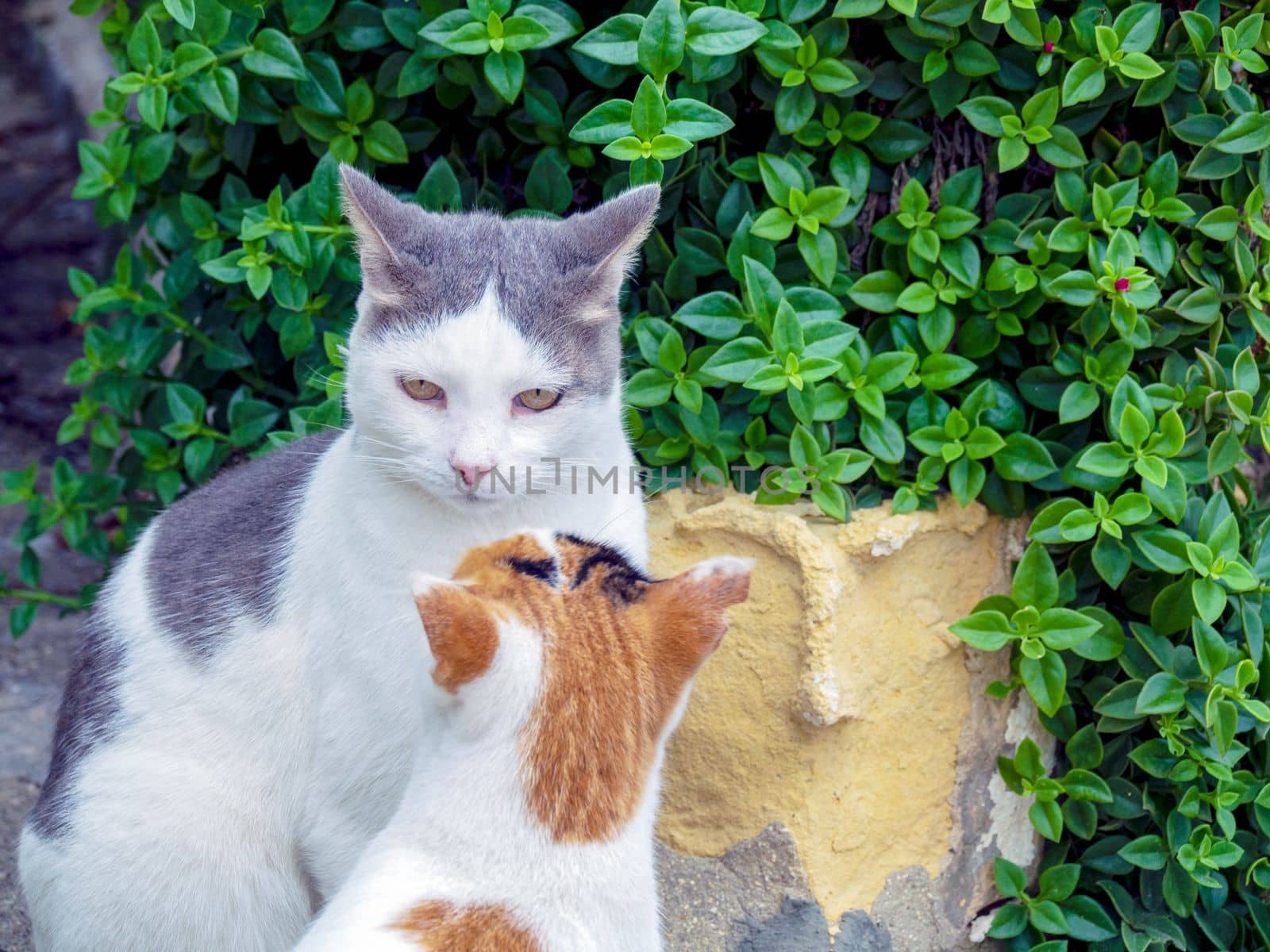 beautiful cats around Malta island. High quality photo