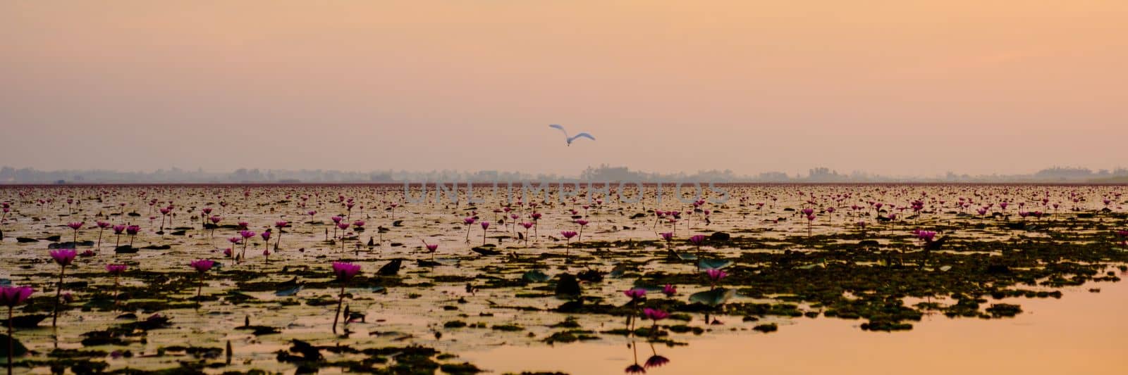 Beautiful Red Lotus Sea Kumphawapi full of pink flowers in Udon Thani in northern Thailand. by fokkebok